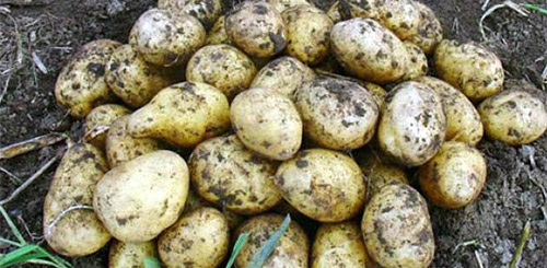 Вкусные сорта картофеля для жарки: Фото 3
