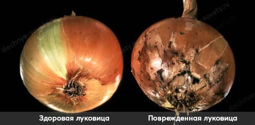 Луковица здоровая и поврежденная луковой мухой