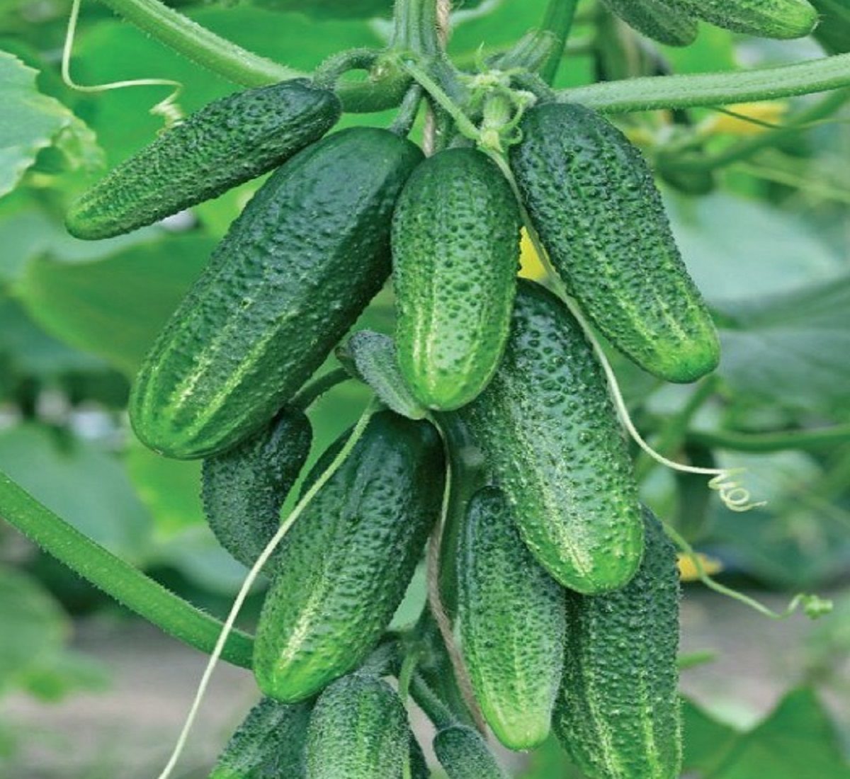 vyrashchivanie-ogurcov-1