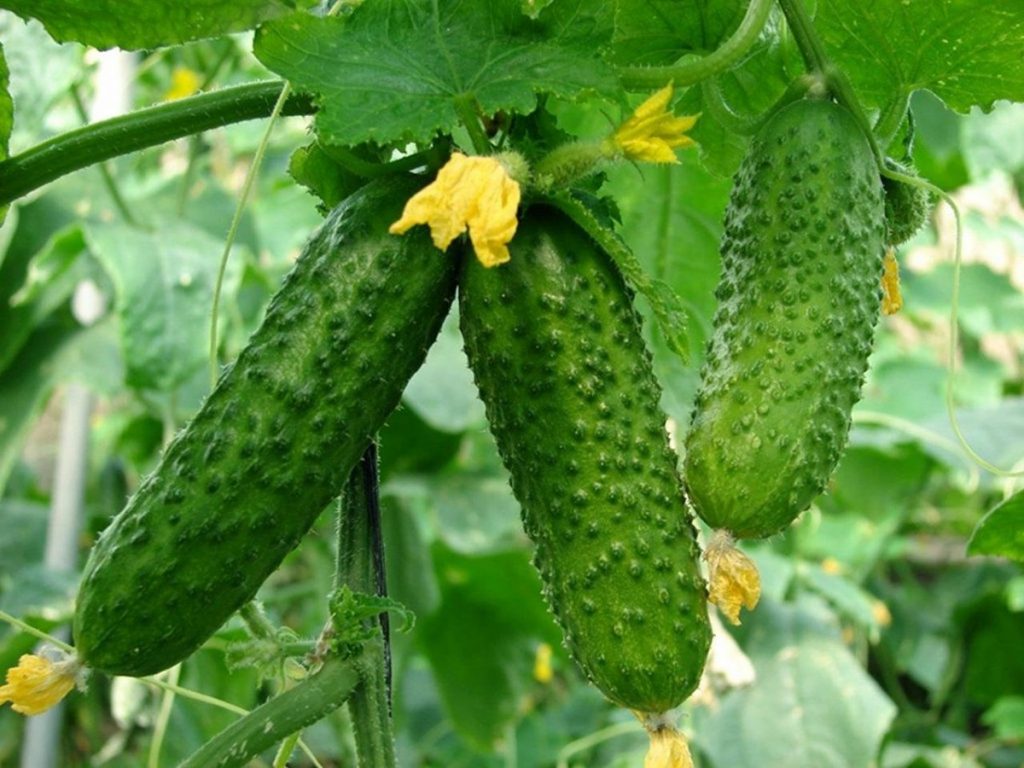 vyrashchivanie-ogurcov-2