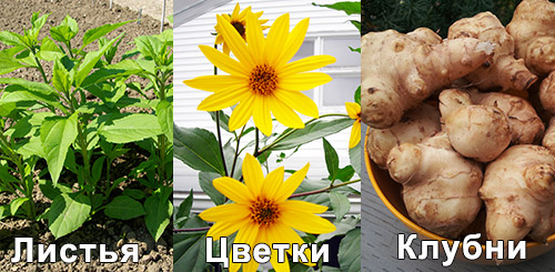 Выращивание топинамбура