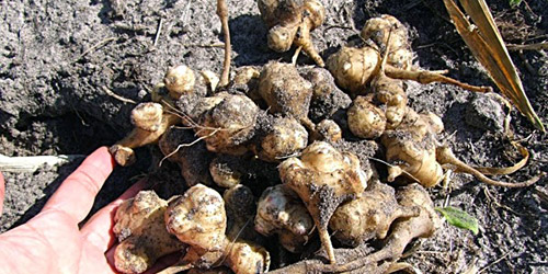 Выращивание топинамбура: уборка и хранение клубней