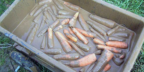 Хранение моркови в глине
