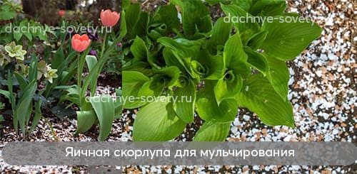 Мульчируем клумбы и грядки в огороде яичной скорлупой