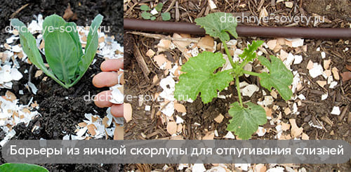 Забор от слизней из яичной скорлупы